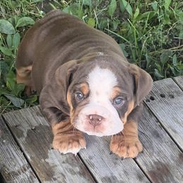 Captain Jack - Chocolate tri-color male Bulldog puppy in Wellsville, New York from Little Bit of Heaven Kennel