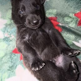 Green Collar - Fawn sable male Belgian Malinois puppy in Trenton, Georgia from Laeknir K9