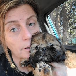 Shih Tzu Puppies from Tammy's Shihtzu Shack