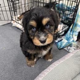 Lace - Black tri-color female Aussiedoodle puppy in Heber City, Utah from Junipersdoodles