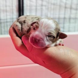 Lightning - Red merle male Miniature Australian Shepherd puppy in Harrisonville, Missouri from Trailside Mini Aussies