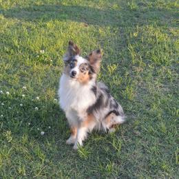 Toy Australian Shepherd All Grown Up from Fly Farms