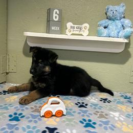 Jax - Black and tan male German Shepherd puppy in Stanardsville, Virginia from Majestic K9 LLC