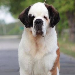 Saint Bernards from Keystone Saints