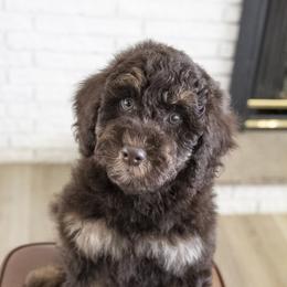 Assorted Doodle Crosses, Bernedoodle, Double Doodle, Goldendoodle, Labradoodle, and Whoodle Puppies from Our Little Farm Life Doodles