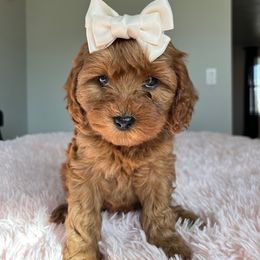 Cavapoo and Whoodle Puppies from Perfect Pawzabilities