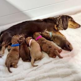 Dachshund puppies from Redland Dachshund Grove