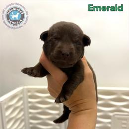 Emerald - Chocolate male Labrador Retriever puppy in Elloree, South Carolina from Moonlight Kennels LLC