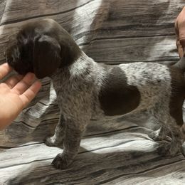 Girl 1 - German Shorthaired Pointer puppy in Barron County, Wisconsin from Shining D Ranch