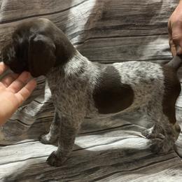 Girl 1 - German Shorthaired Pointer puppy in Barron County, Wisconsin from Shining D Ranch