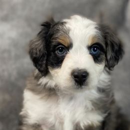 Aussiedoodles, Bernedoodles, Cavapoos, and Goldendoodles from Timp Doodles