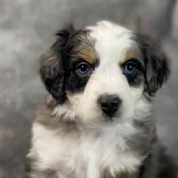 Aussiedoodles, Bernedoodles, Cavapoos, and Goldendoodles from Timp Doodles