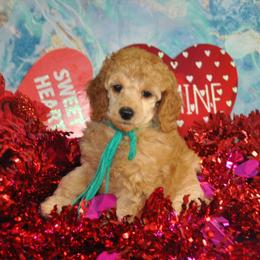 Poodle Puppies from Moyen Majestic Embrace Poodles (MOYEN ME)