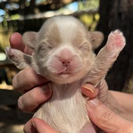 Girl 2 - Cream and white female Shih Tzu puppy in Mobile, Alabama from FluffyTail Shih Tzu