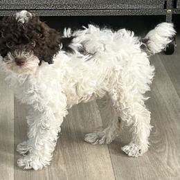 Arnie - Brown male Poodle puppy in Mineral Wells, Texas from S.H.A.R.P.’s Toy Poodles