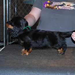 Dachshund and Irish Setter Puppies from Keliaire Long Hair Mini Dachshunds