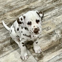 Dalmatian Puppies from Green Acre Dalmatians