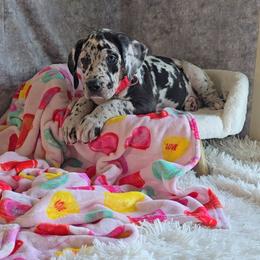 Jack - Harlequin male Great Dane puppy in Caldwell, Idaho from Miner's Dynamic Danes