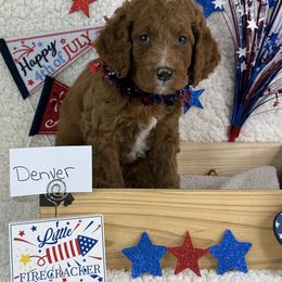 Boy 2 Denver - Red Irish Doodle puppy in Galloway, Ohio from Heavenly Poodles
