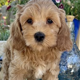 Shrimp - Golden Cockapoo puppy in Roseville, California from Darby Park Doodles