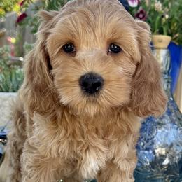 Shrimp - Golden Cockapoo puppy in Roseville, California from Darby Park Doodles