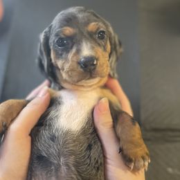 Girl 3 - Dapple Dachshund puppy in Chico, California from Hursh’s Hounds