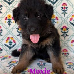 Moxie - Black and red female German Shepherd puppy in Coplay, Pennsylvania from By My Side Germans Shepherds & Dobermans