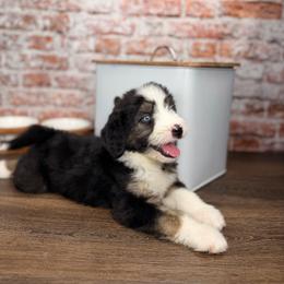Gnocchi BLUE EYES - male Australian Mountain Doodle puppy in Sweetwater, Florida from Sandy Snout Doodles