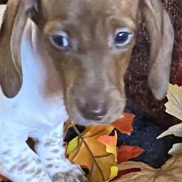 Dachshunds and Yorkshire Terriers from Devoted Doxies