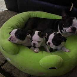 Australian Shepherd and Boston Terrier Puppies from PrimaShowDogs