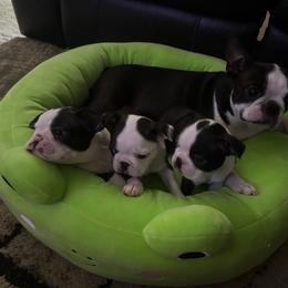 Australian Shepherd and Boston Terrier Puppies from PrimaShowDogs