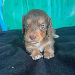 Milky Way - Chocolate and tan male Dachshund puppy in Hawley, Texas from Foxy’s Dachshunds & Toy Aussies