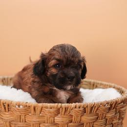 Sneezy (Black Collar) - Black male Shihpoo puppy in Las Vegas, Nevada from Plush Toy Poodle Puppies & Pals