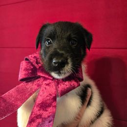 Vixen - White and black female Smooth Fox Terrier puppy in Lake City, Florida from Providence Kennels