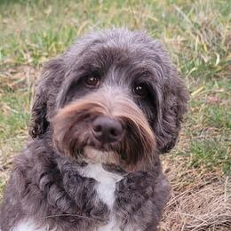 Shania - Chocolate female Australian Labradoodle puppy in Aumsville, Oregon from Country Morning Labradoodles