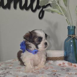 Boy2 - Brindle and white male Shihpoo puppy in Eldon, Missouri from B&B Designer Shihpoo’s