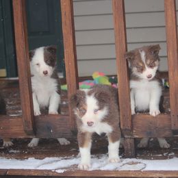 Border Collie, English Setter, and Miniature American Shepherd Puppies from First Harmony Farms
