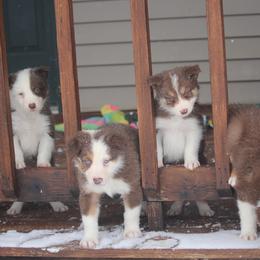 Border Collie, English Setter, and Miniature American Shepherd Puppies from First Harmony Farms