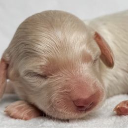 Guppy - Red female Dachshund puppy in Winamac, Indiana from WZ Kennels