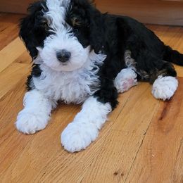Bernedoodle and Labradoodle Puppies from Reid Wasatch Doodles