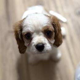 Cavalier King Charles Spaniel puppies from Unaka Mountain Corgis