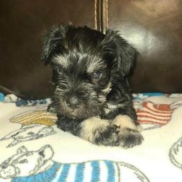 Klaus - Black and silver male Miniature Schnauzer puppy in Graham, Washington from Kristy's French Bulldogs & Mini Schnauzers