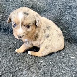Ranch - Blue merle female Toy Australian Shepherd puppy in Medical Lake, Washington from MAS Gone Rogue