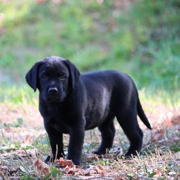 Hope - Black female Labrador Retriever puppy in Camden, Ohio from Prebleridge Acres