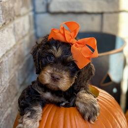 Minnie - Brown and tan female Cockapoo puppy in Richmond, Kentucky from Ham’s Cockapoos