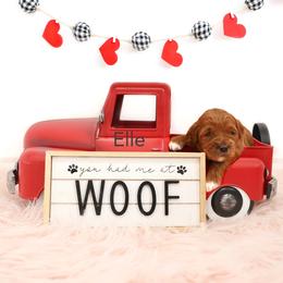 Elle - Red  female Goldendoodle puppy in Spanish Fork, Utah from Oodles of Floofy Doodles