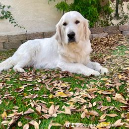 Golden Retriever Puppies from Suzy’s Golden Girls
