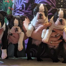 Boston Terrier Puppies from Ta-Koda Boston Terriers