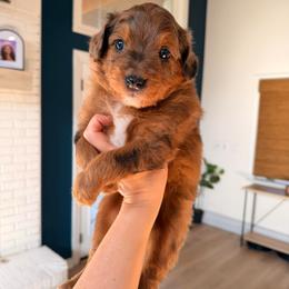 Hermes - Red merle male Aussiedoodle puppy in North Royalton, Ohio from Johnson's Doodles