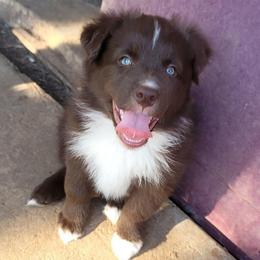 Canyon - Red tri-color male Australian Shepherd puppy in Lubbock, Texas from Barn Raised Aussies